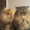 Ахмадиев